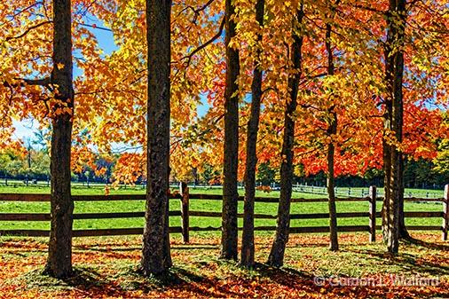 Autumn Scene_29595.jpg - Photographed near Portland, Ontario, Canada.